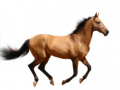 Игра Create Your Own Horse
