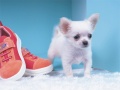 Игра Lovely Puppy Puzzle